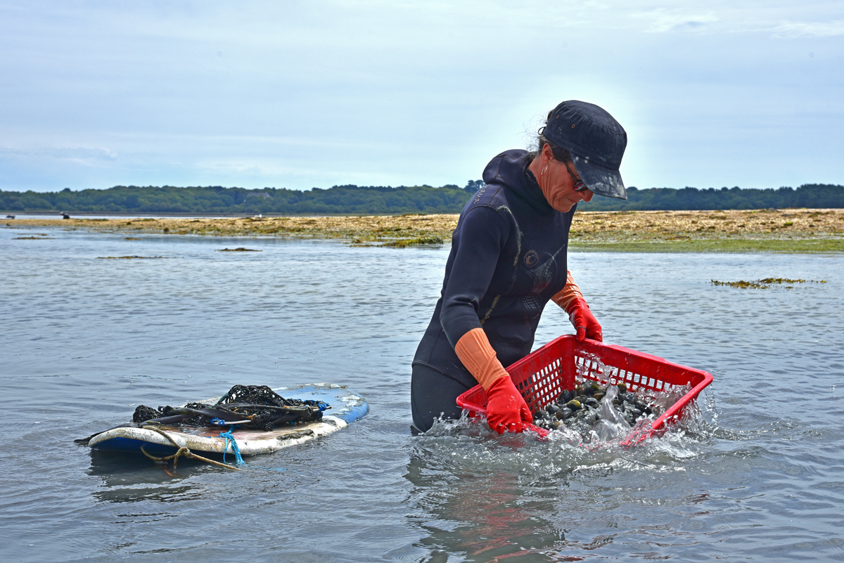 Image for Demander une licence de pêche à pied