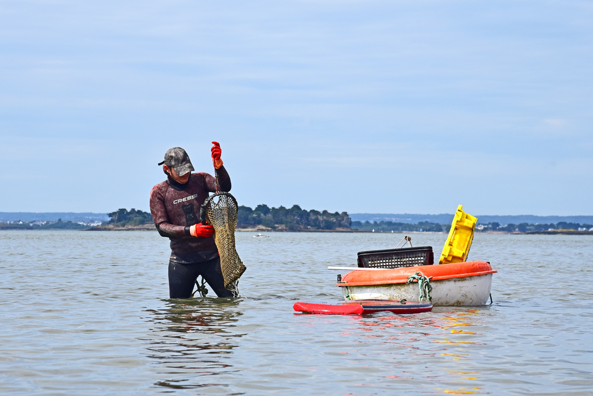 Image for Utiliser un navire pour la pêche à pied ou la récolte d’algues de rives