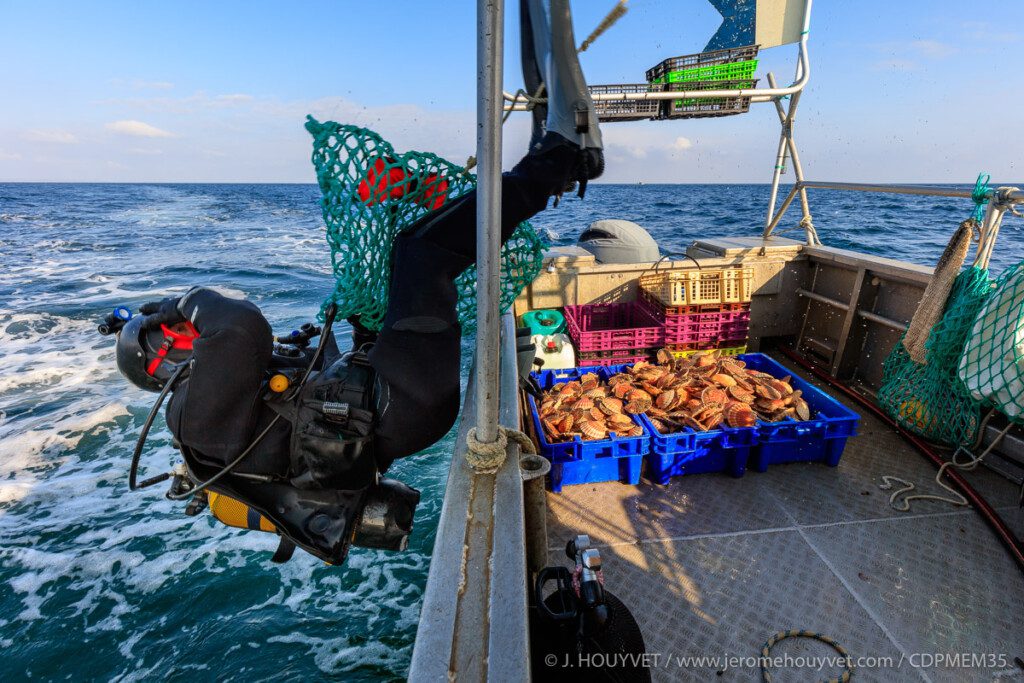 Pêche coquilles en plongée-© J.HOUYVET / www.jeromehouyvet.com / CDPMEM35