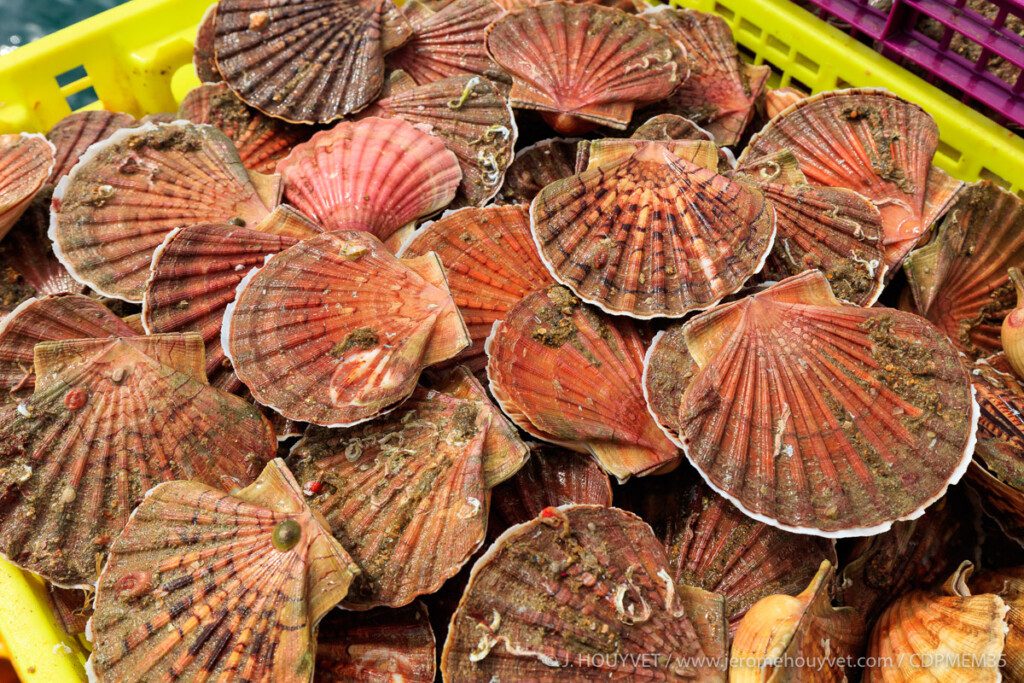 Coquilles Saint Jacques