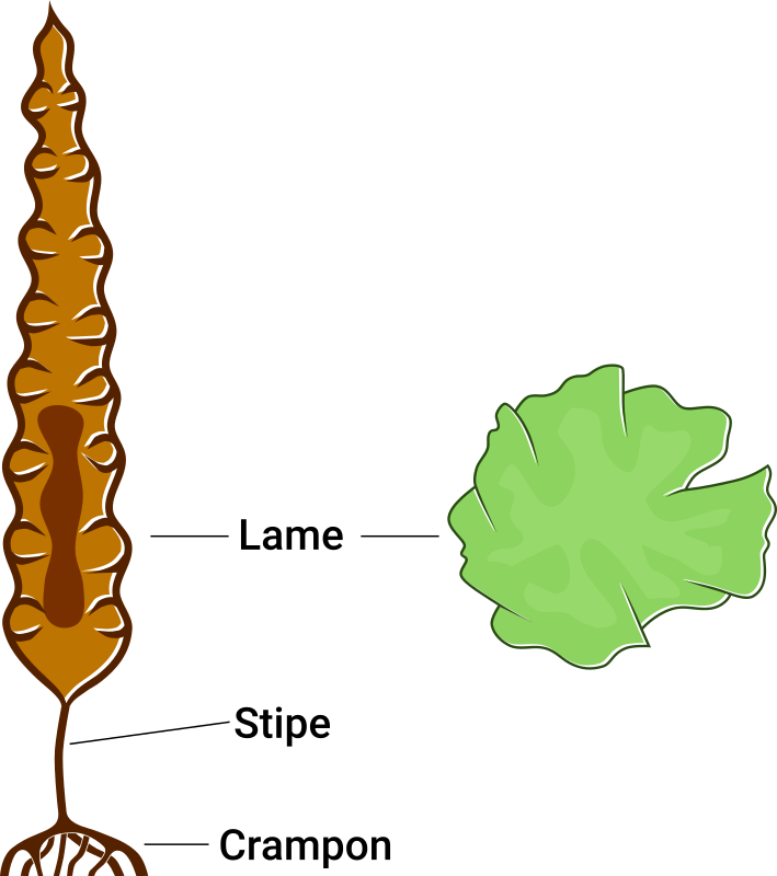 anatomie d'une algue