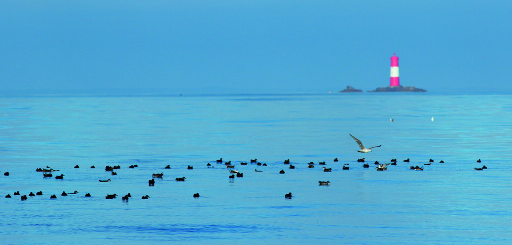 Radeau-puffin-baleares-Crédit David LEDAN