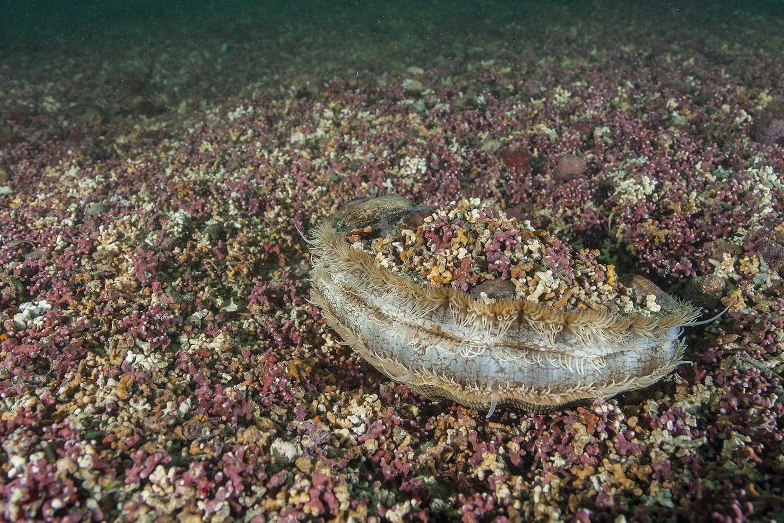 Image for Connaître les habitats et espèces