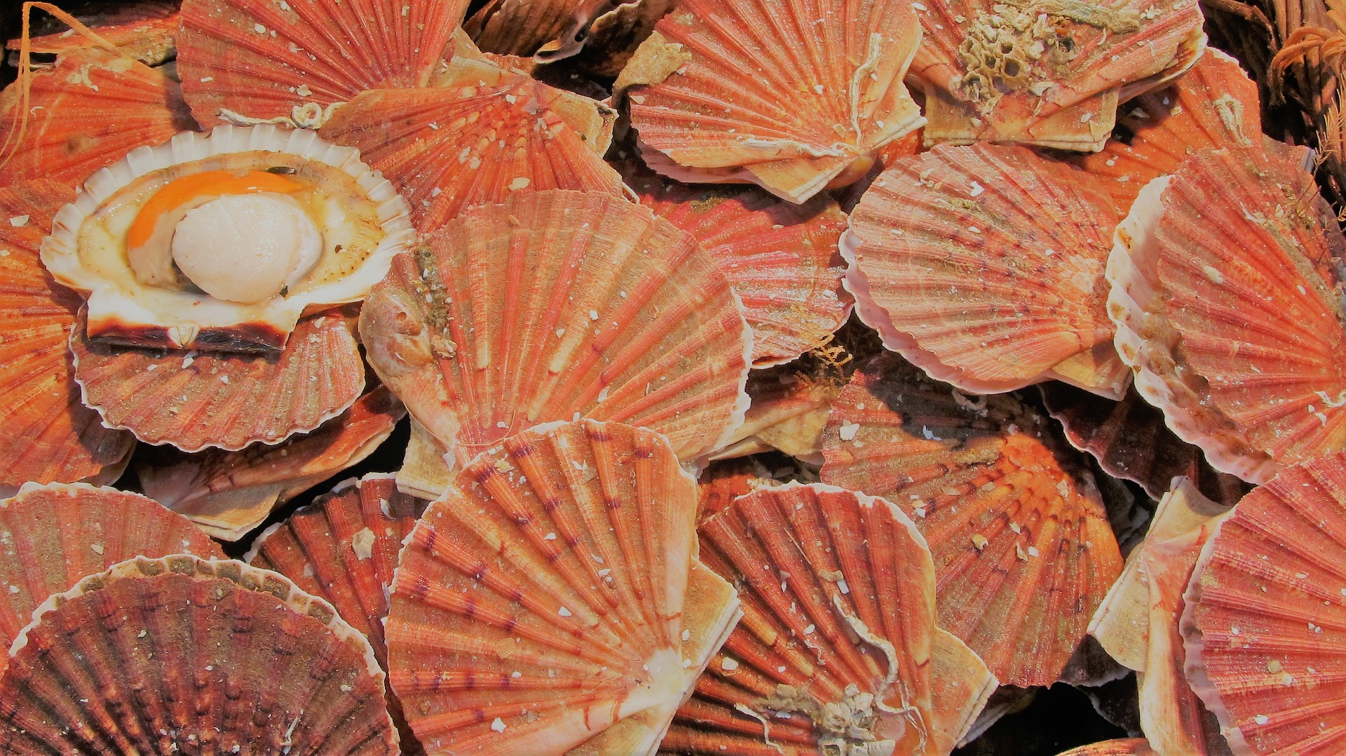 Image for Licence Coquilles Saint-Jacques Lorient