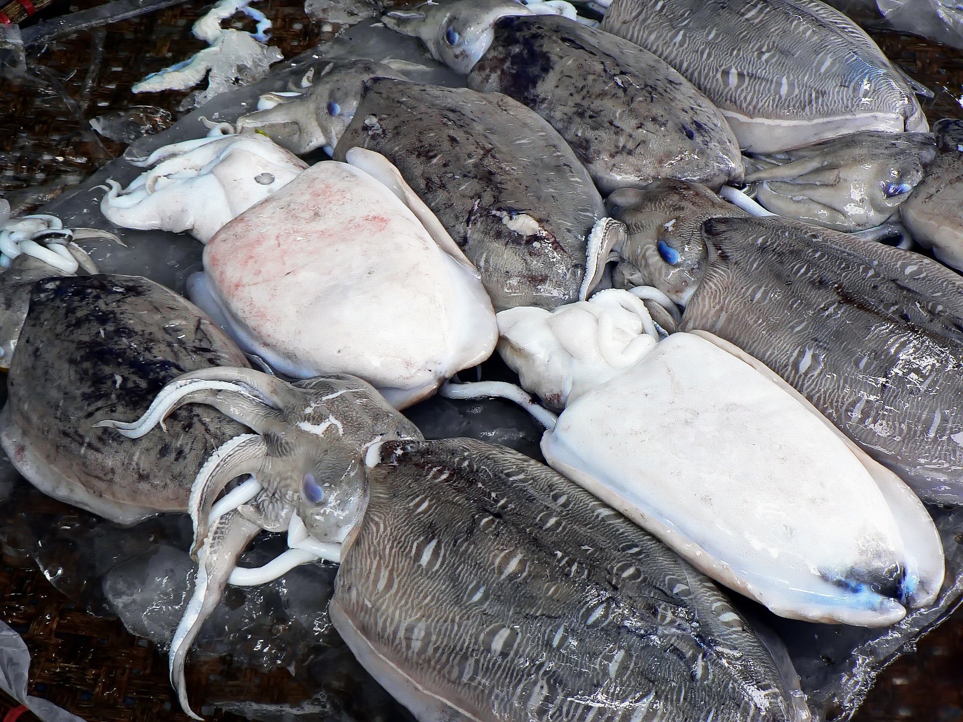 Image for Licence seiche Morbihan