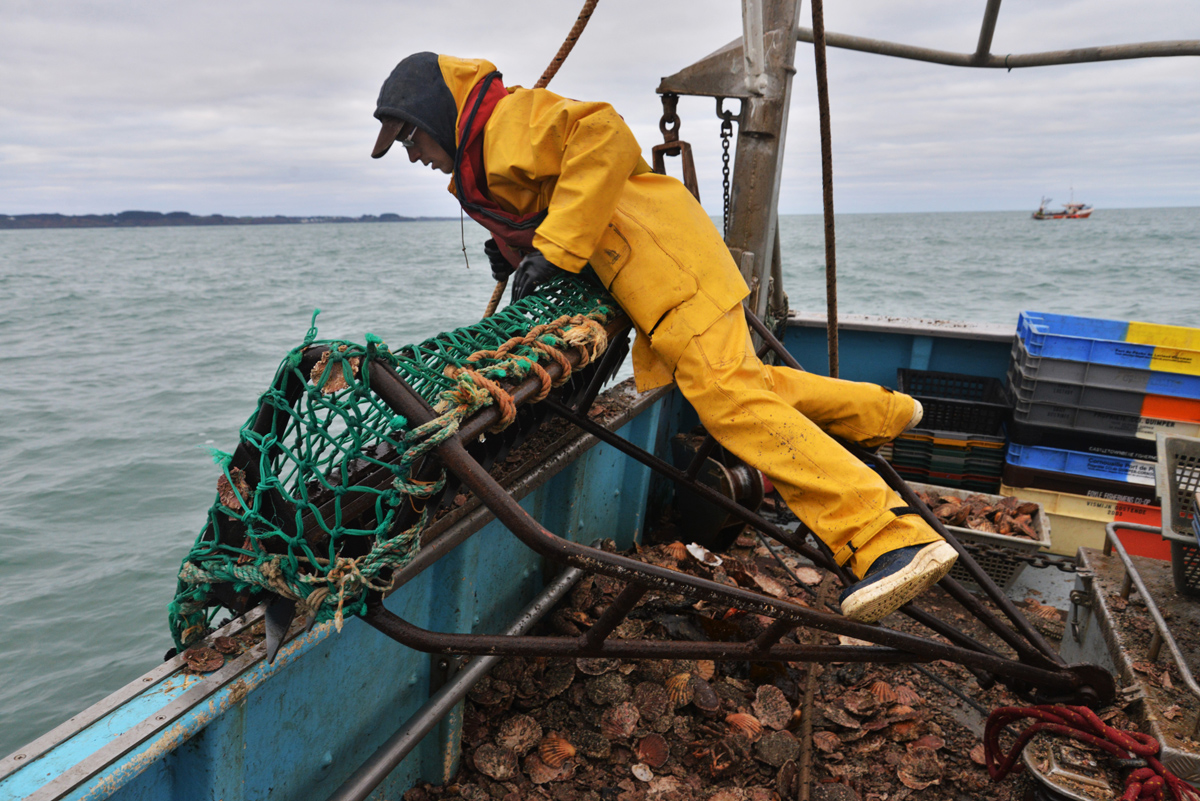 Image for Licence Coquille Saint-Jacques Concarneau