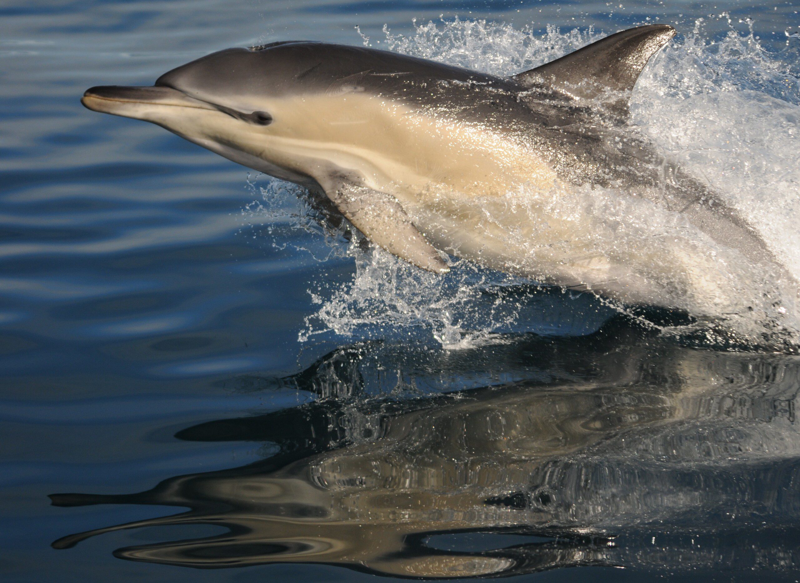 Image for Pétition : Soutenez l’avenir de la pêche française et sa cohabitation pérenne avec les dauphins !