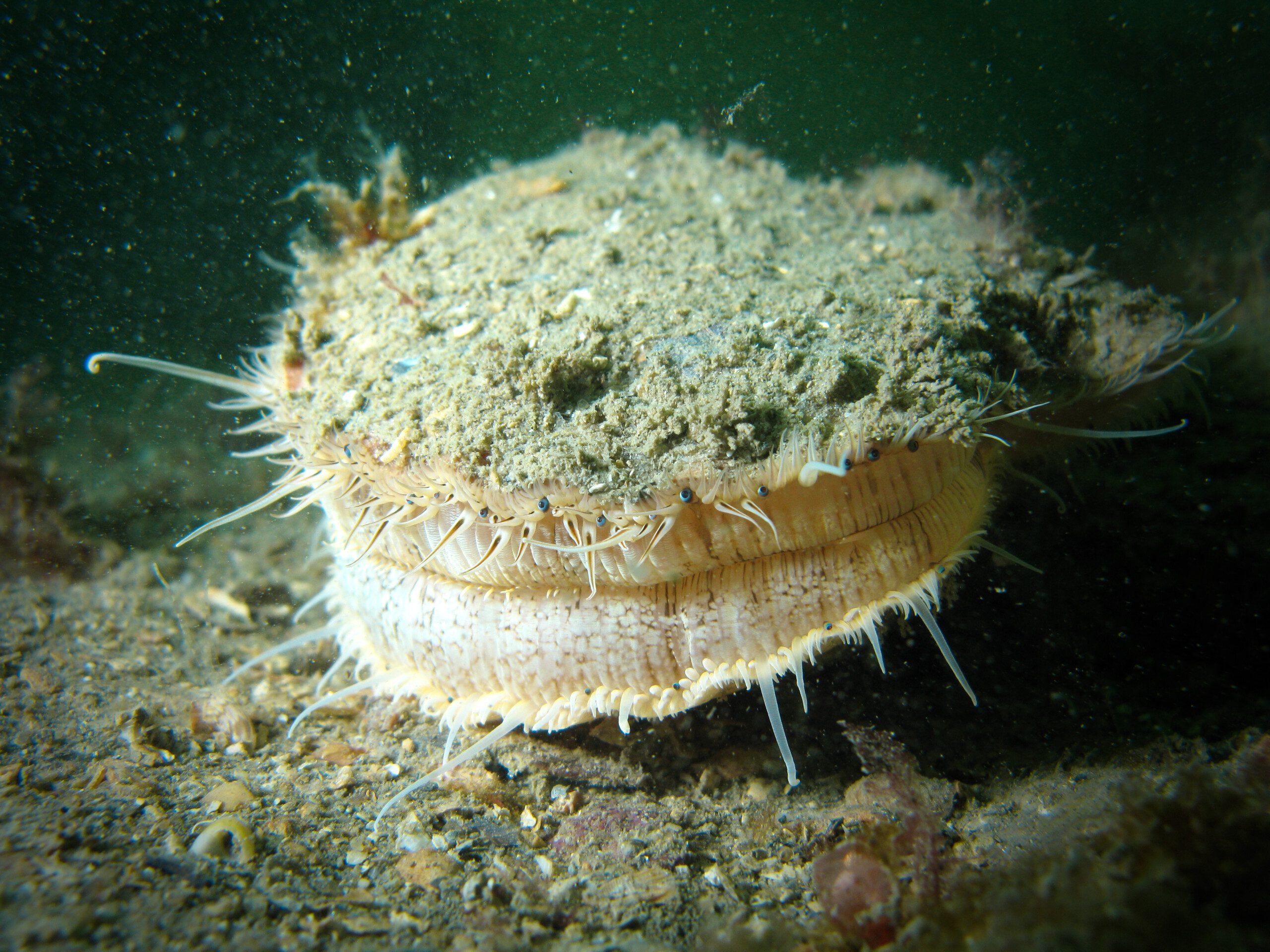 Image for Licence Coquilles Saint-Jacques en plongée Saint-Malo