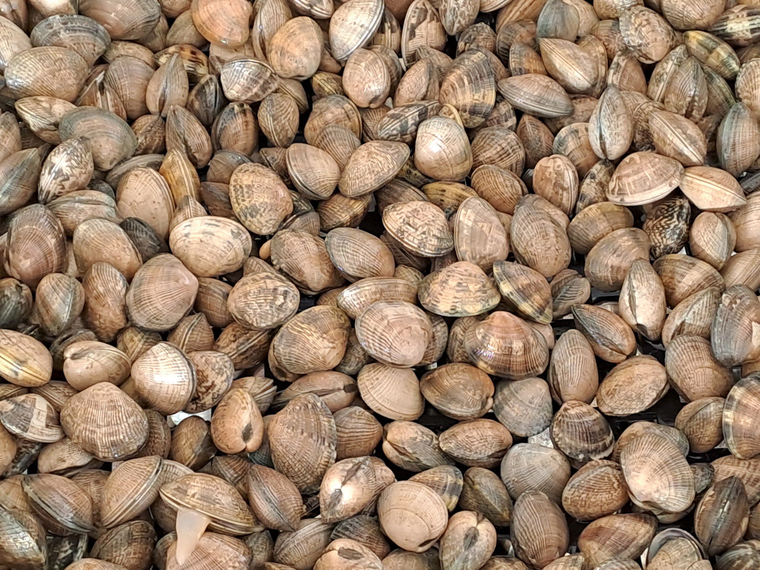 Image for Licence Bivalves Douarnenez, Iroise et nord Finistère