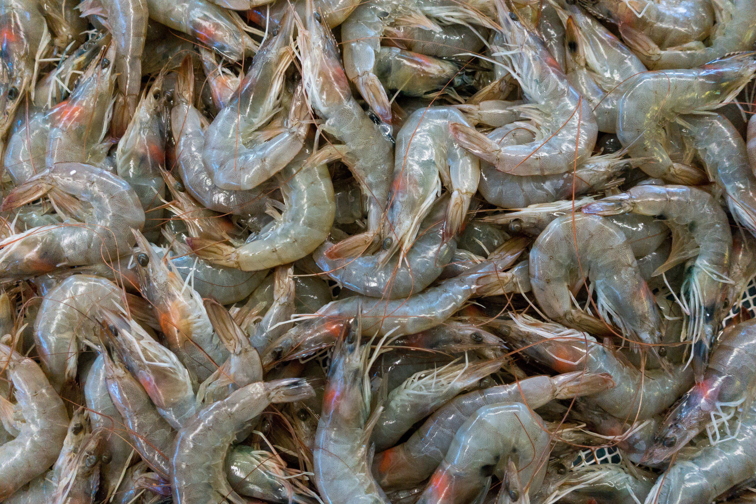 Image for Licence crevettes grises Bretagne