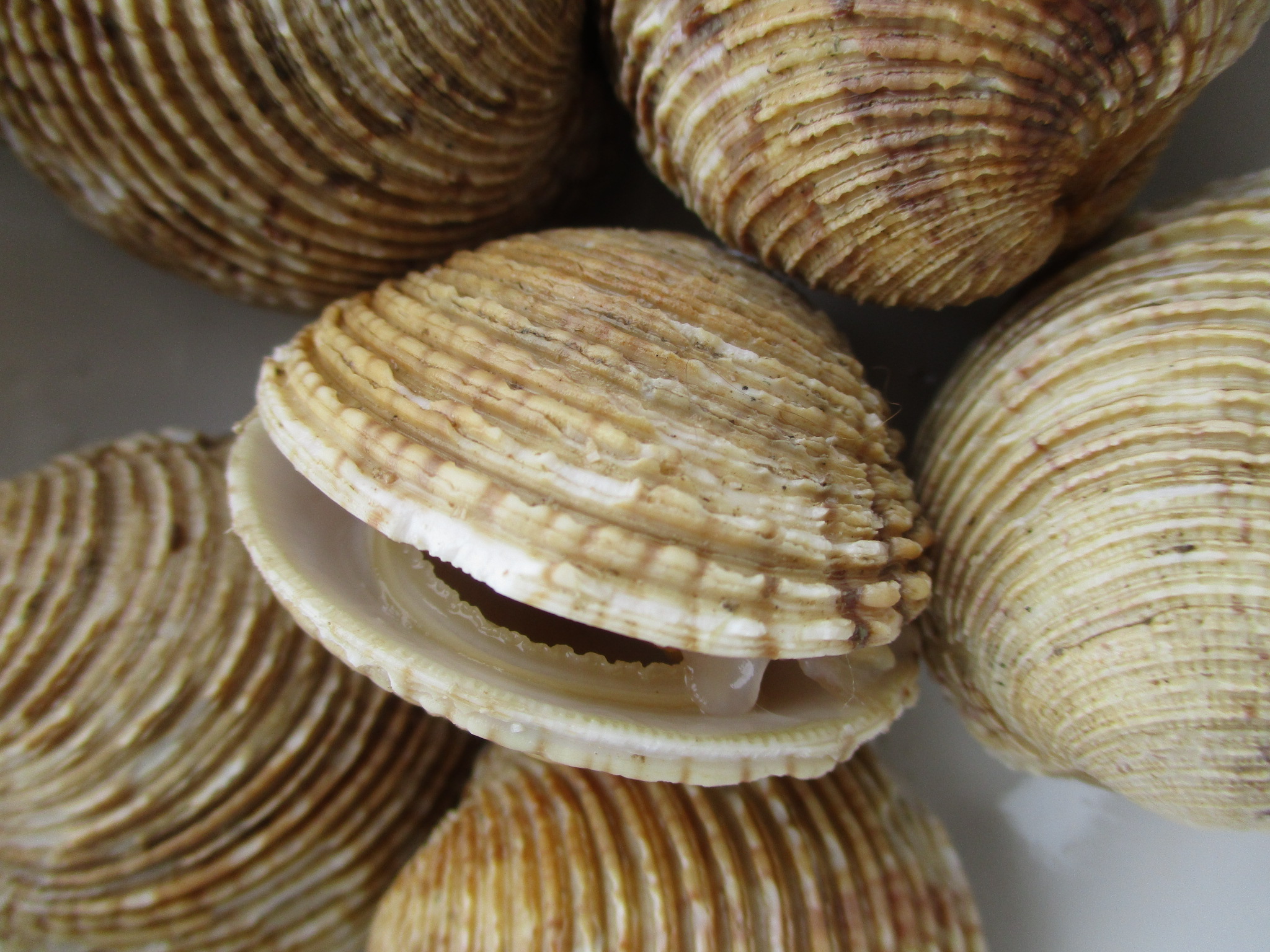 Image for Licence Bivalves – Plongée Rance 22