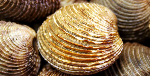 Image for Licence Bivalves Lorient