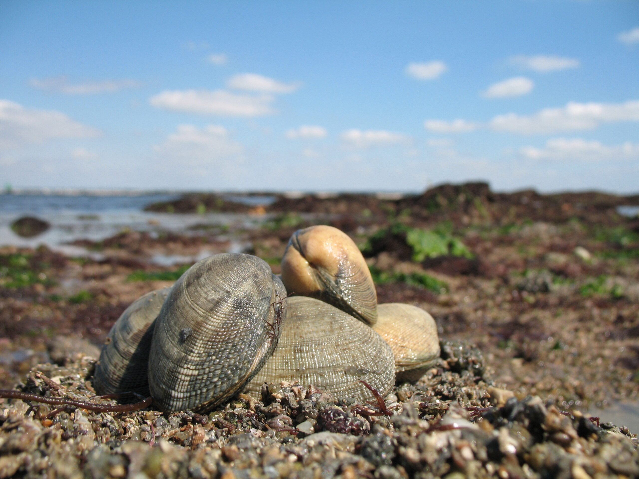 Image for Licence Bivalves Côtes d’Armor (autres que les praires et les coquilles Saint Jacques)