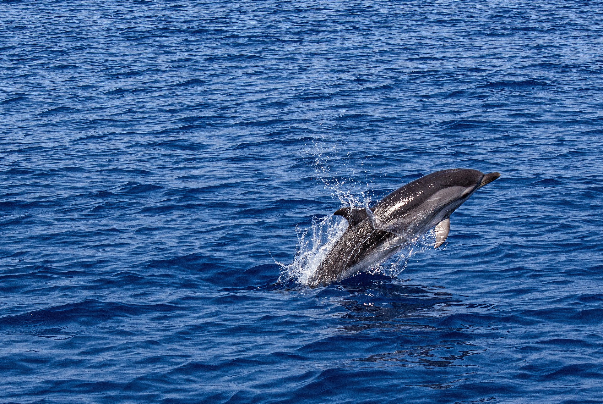 dolphin-Simon Mettler de Pixabay Image for Arrêt temporaire cétacés – Pièces à fournir