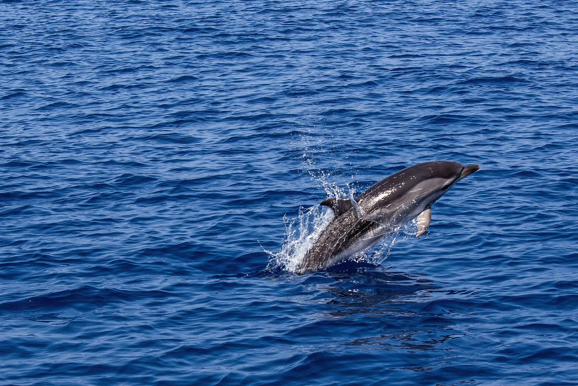 dolphin-Simon Mettler de Pixabay Image for Arrêt temporaire cétacés – Pièces à fournir