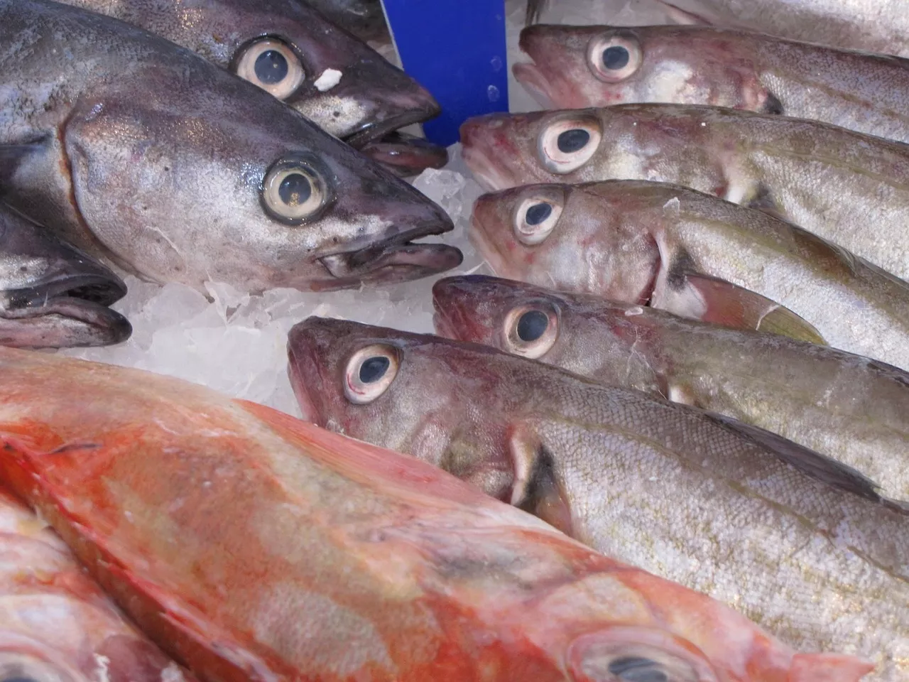 Image for La vente directe hors criée des produits de la pêche