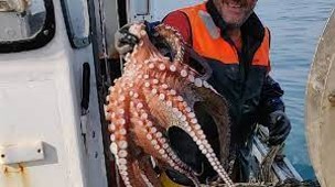 Image for Licence de pêche du poulpe dans le Finistère sud aux métiers du casiers, filets et hameçons