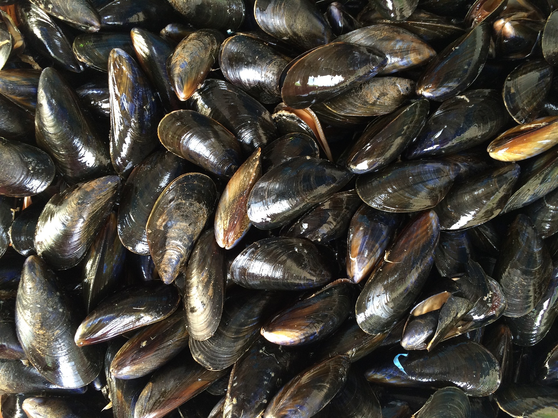 Image for Licence Moules Auray-Vannes