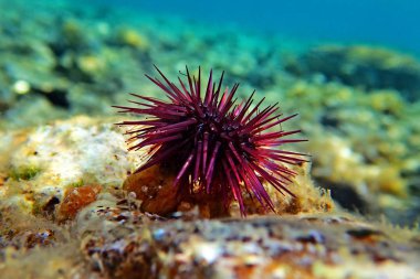 depositphotos_297087612-stock-photo-paracentrotus-lividus-colorful-mediterranean-sea Image for Licence Oursins PARACENTROTUS LIVIDUS en Plongée Finistère
