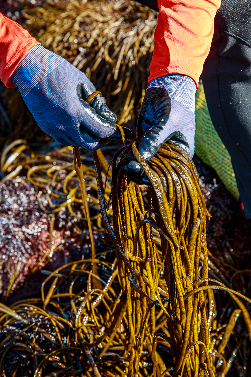 Image for Obligation déclarative des récoltes d&rsquo;algues de rive