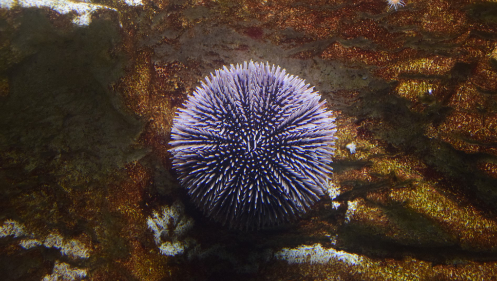 Image for Conditions de pêche des Oursins Sphaerechinus granularis Bretagne